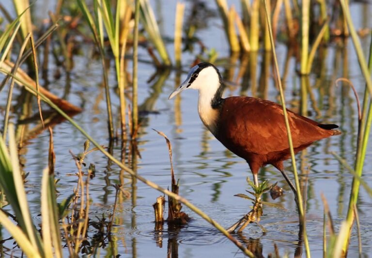 Free stock photo of actophilornis africanus, african jacana