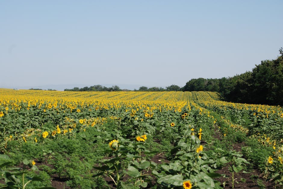 A vast sunflower field stretching to the horizon under a clear blue sky, showcasing nature's beauty.