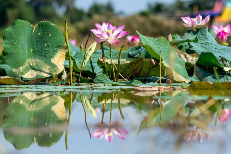 Free stock photo of lotus blossom