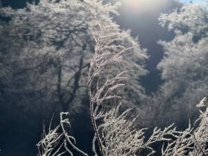 Captivating frosty branches with sunlight, evoking a serene winter landscape.