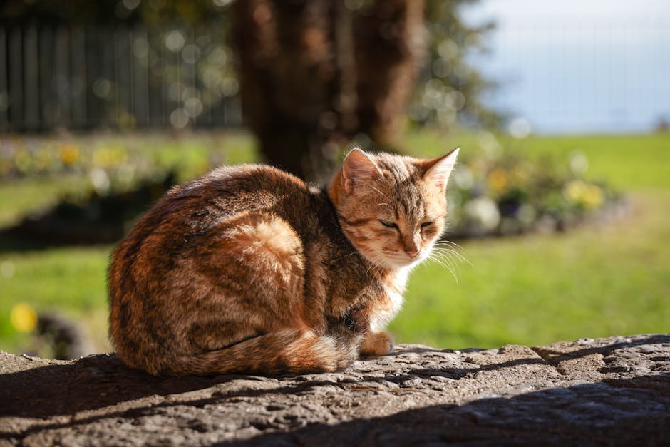 Free stock photo of animals, cat, cute cats