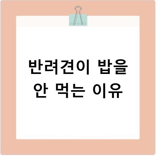 반려견이 밥을 안 먹는 이유